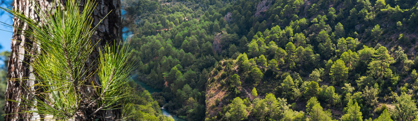 pinos mediterraneos