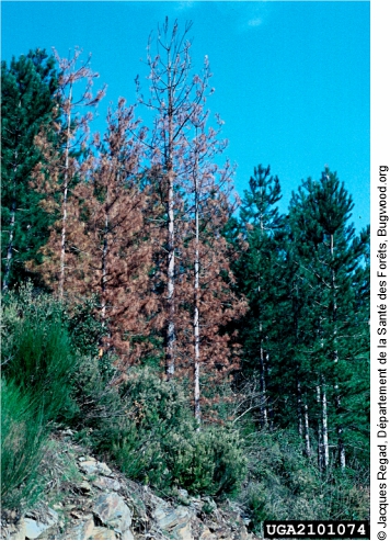 Pinos muertos por ataques de Ips sexdentatus