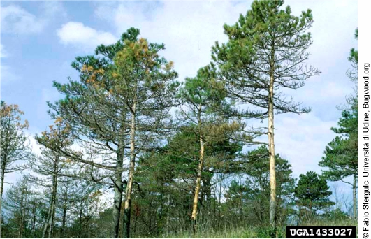 Pinos atacados por Ips sexdentatus