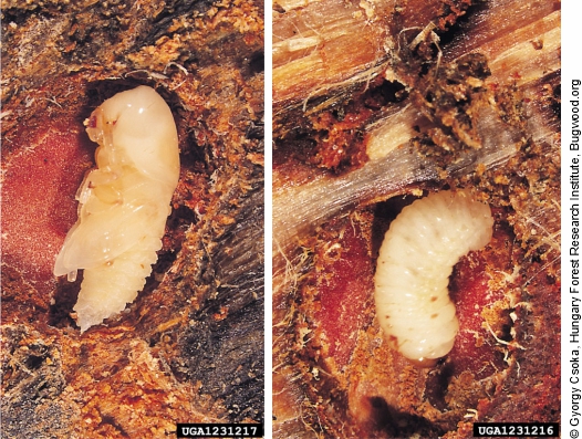 Pupa de Ips sexdentatus